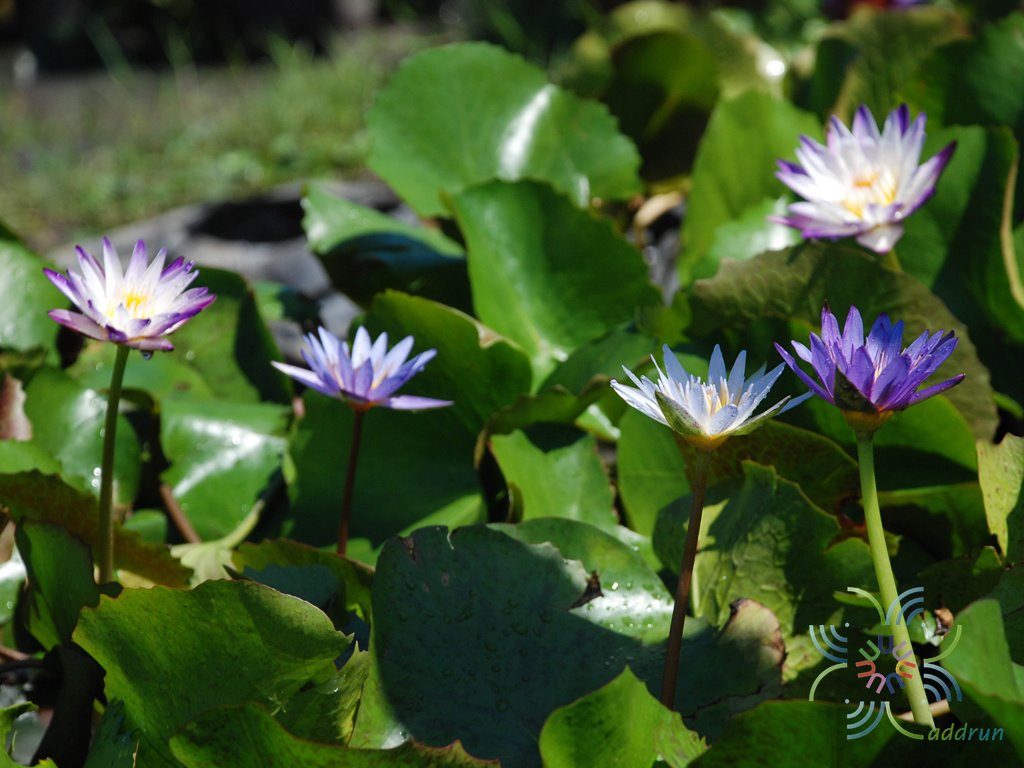 บัวผัน มิสซิสเอ็ดเวิร์ดสวิทเทคเกอร์ Nymphaea spp.