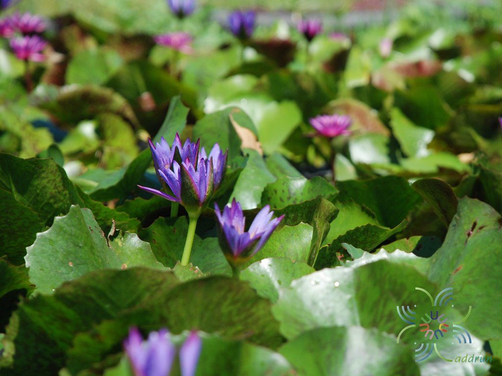 บัวผัน มิสซิสเอ็ดเวิร์ดสวิทเทคเกอร์ Nymphaea spp.