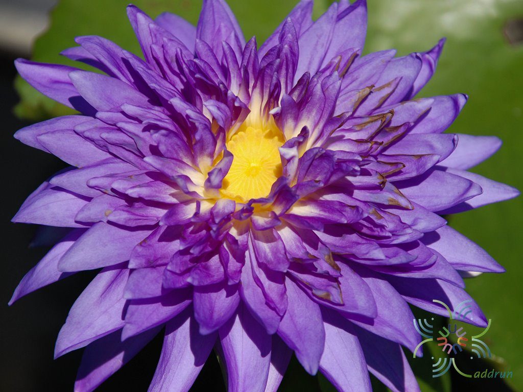 บัวฉลองขวัญ Nymphaea ‘King of Siam’