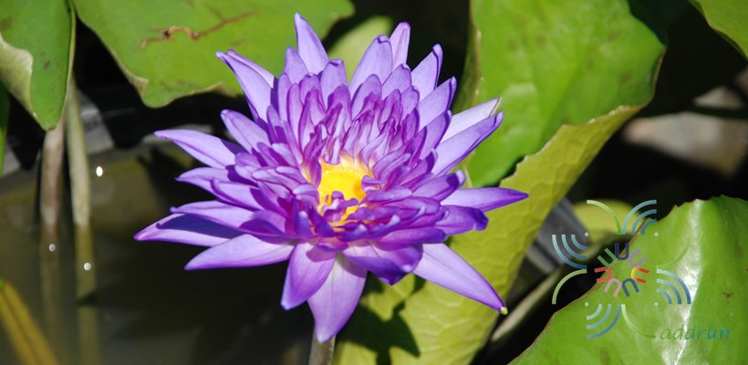บัวฉลองขวัญ Nymphaea ‘King of Siam’