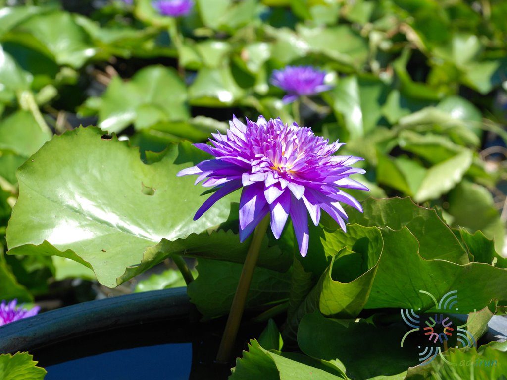 บัวฉลองขวัญ Nymphaea ‘King of Siam’