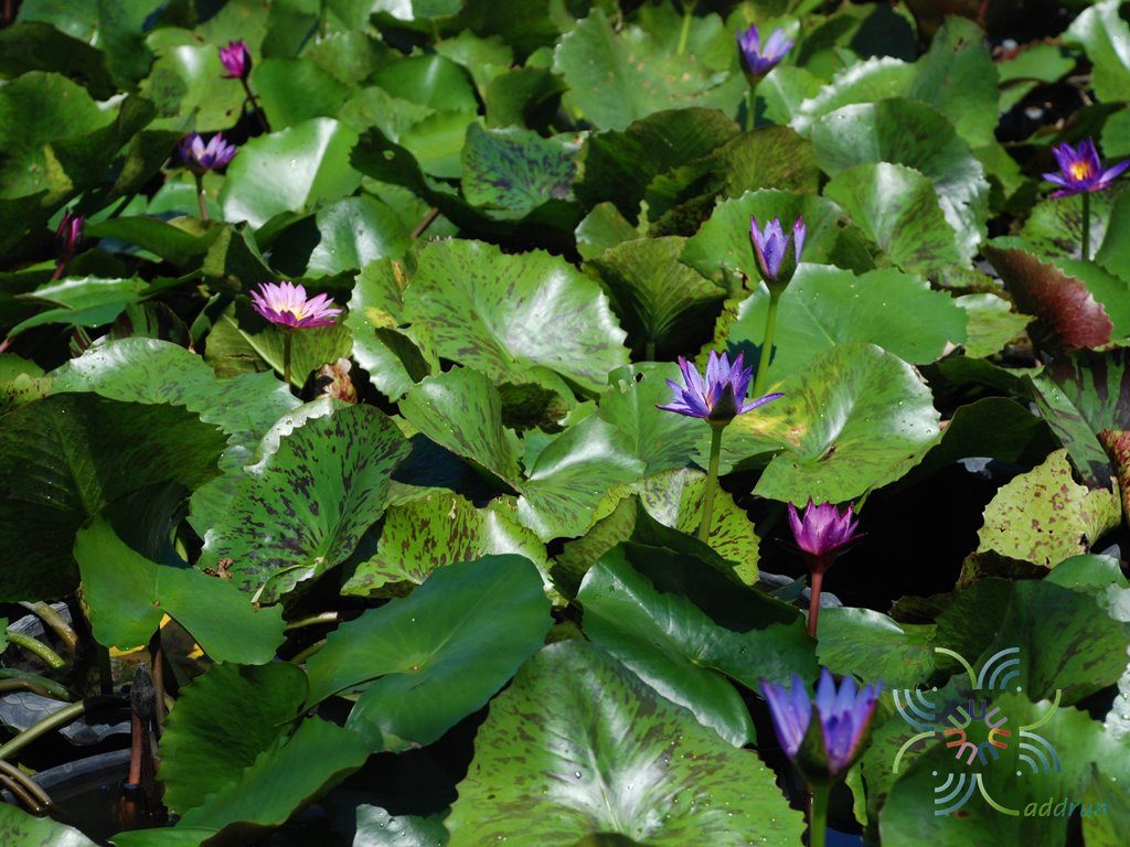 บัวฉลองขวัญ Nymphaea ‘King of Siam’