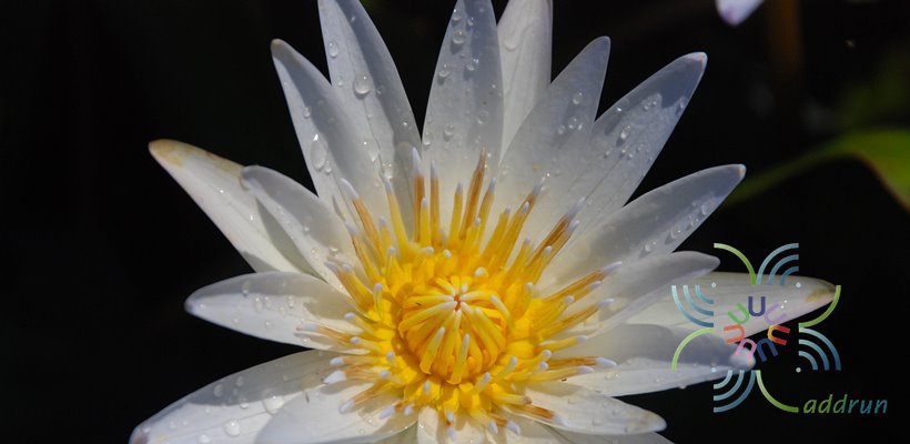 บัวฝรั่ง 1 Nymphaea spp.