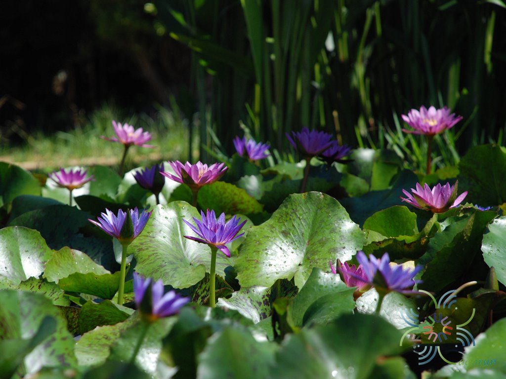 บัวฝรั่ง 1 Nymphaea spp.
