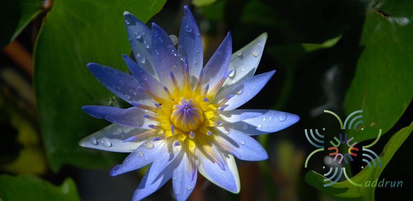 บัวฝรั่ง 2 Nymphaea spp.