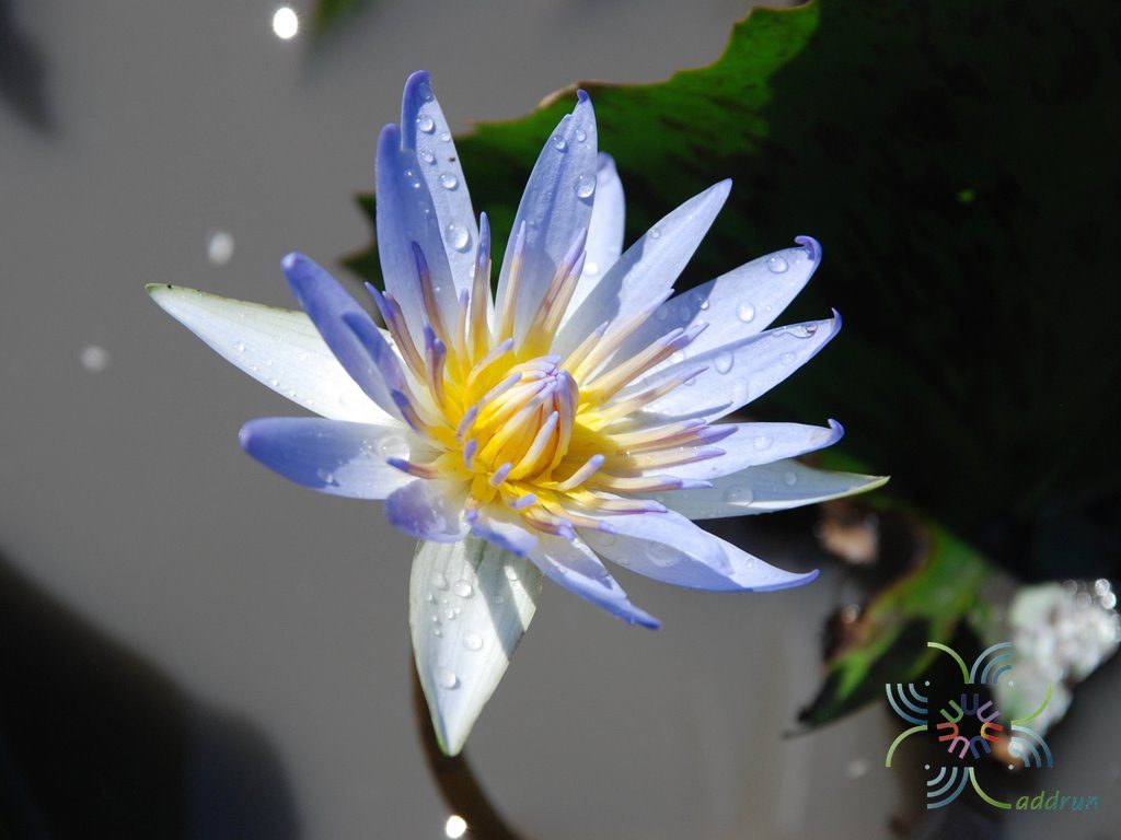 บัวฝรั่ง 2 Nymphaea spp.