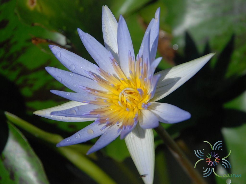 บัวฝรั่ง 2 Nymphaea spp.