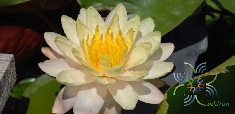 บัวฝรั่ง 3 Nymphaea spp.