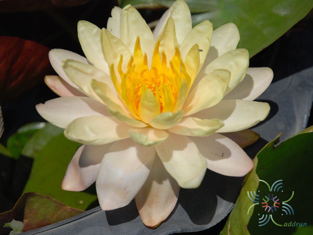 บัวฝรั่ง 3 Nymphaea spp.