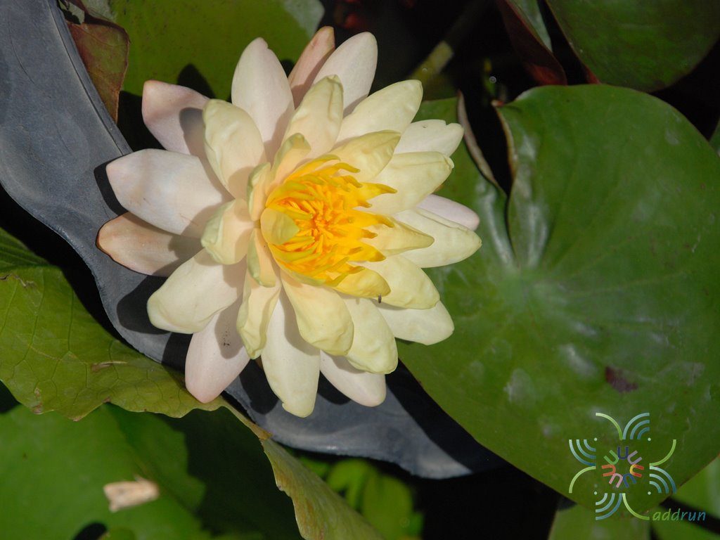 บัวฝรั่ง 3 Nymphaea spp.