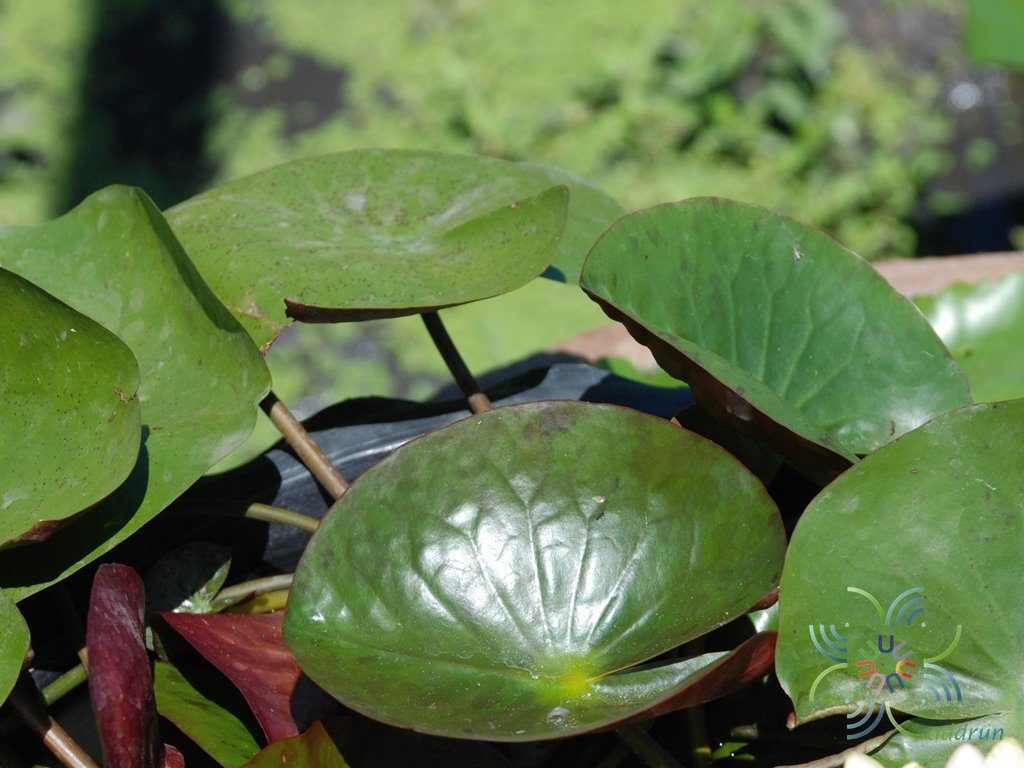 บัวฝรั่ง 3 Nymphaea spp.