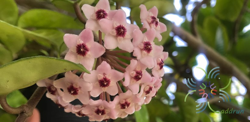 โฮย่า #2 Hoya carnosa sp.