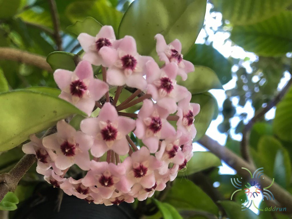 โฮย่า #2 Hoya carnosa sp.