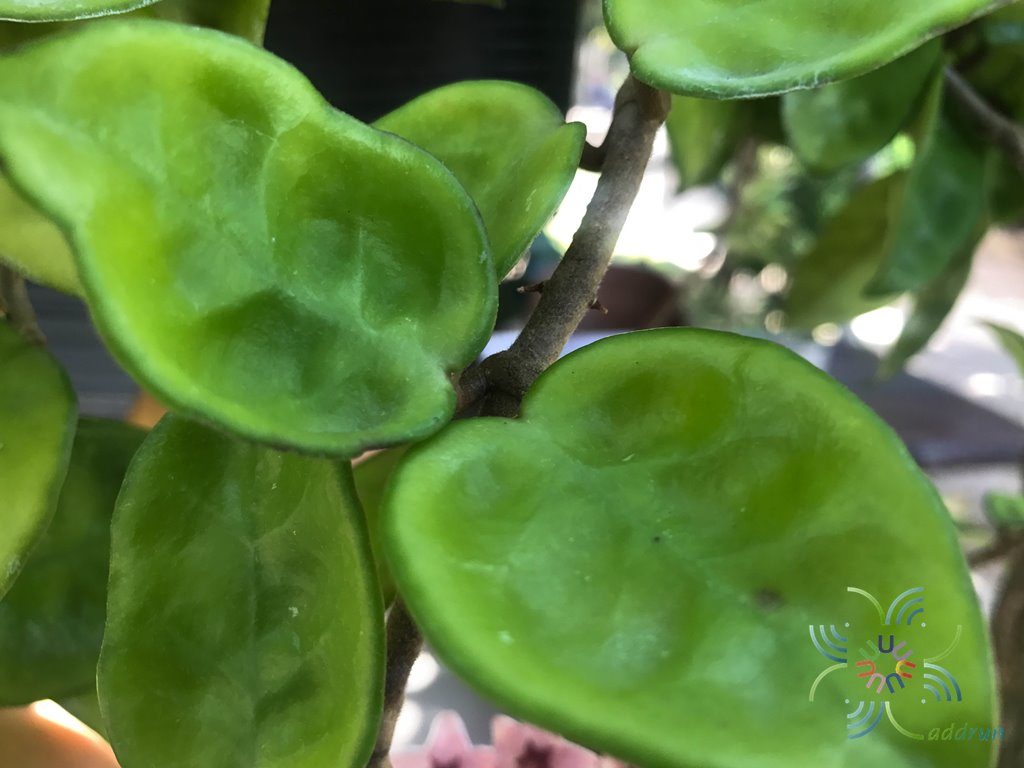 โฮย่า #2 Hoya carnosa sp.