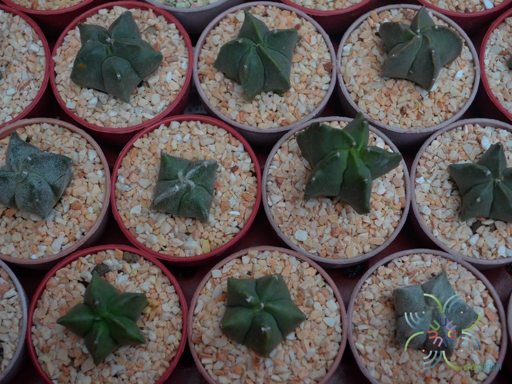 หมวกสังฆราช Astrophytum myriostigma Lem.