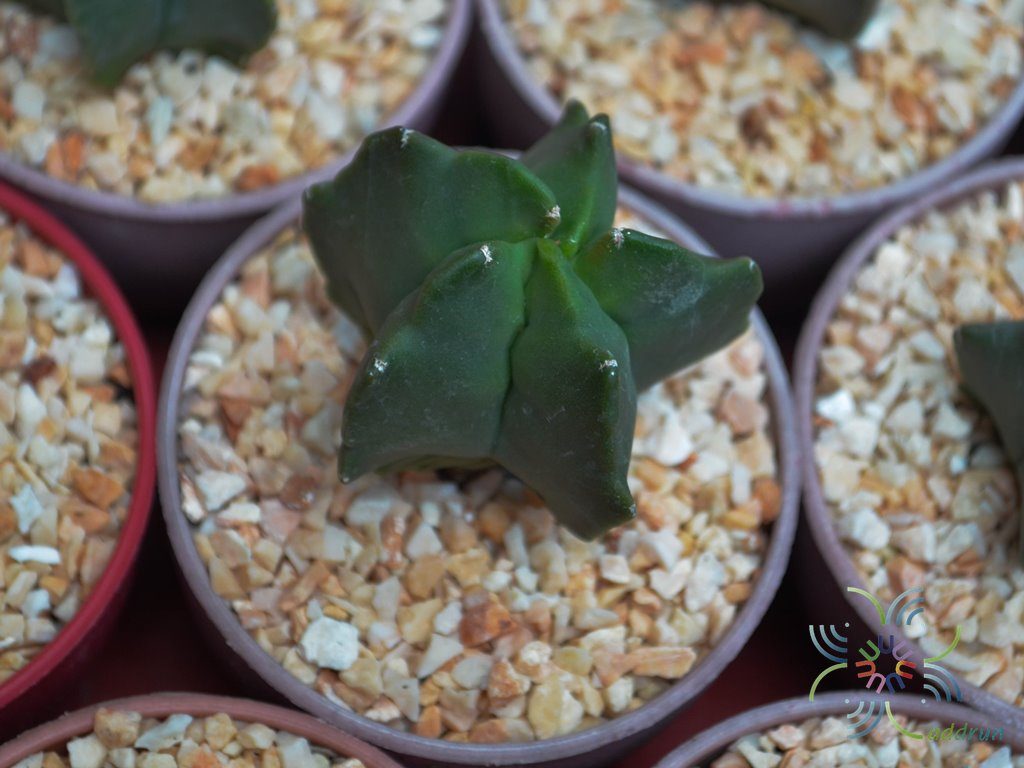 หมวกสังฆราช Astrophytum myriostigma Lem.