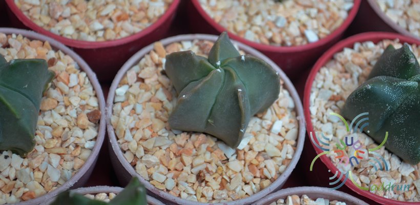 หมวกสังฆราช Astrophytum myriostigma Lem.