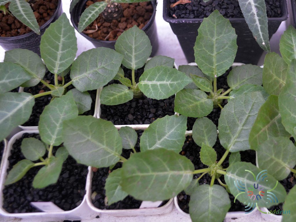 มะพร้าวทะเลยทรายใบเงิน Dorstenia foetida ssp. lancifolia (Rendle)