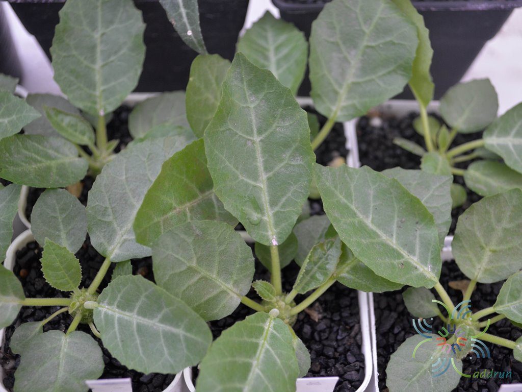มะพร้าวทะเลยทรายใบเงิน Dorstenia foetida ssp. lancifolia (Rendle)