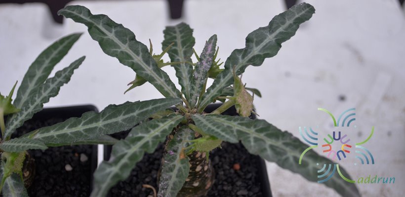 มะพร้าวทะเลยทรายใบเงิน Dorstenia foetida ssp. lancifolia (Rendle)