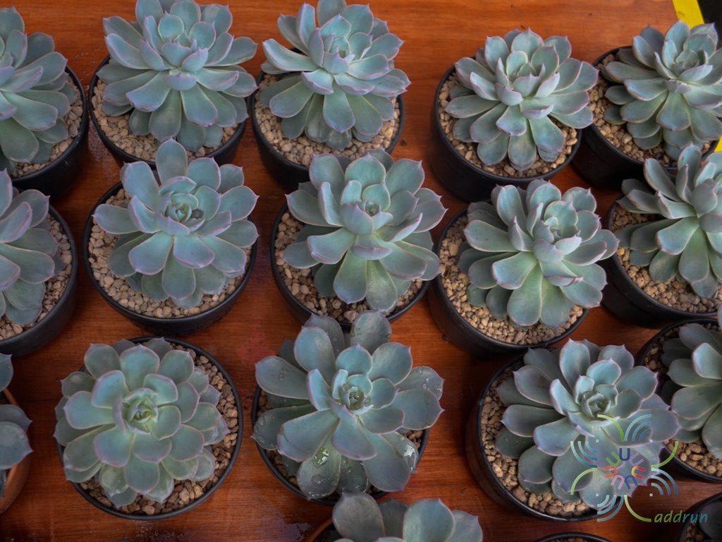 อิชิวีเรีย พีค๊อกกิอาย Echeveria peacockii Croucher