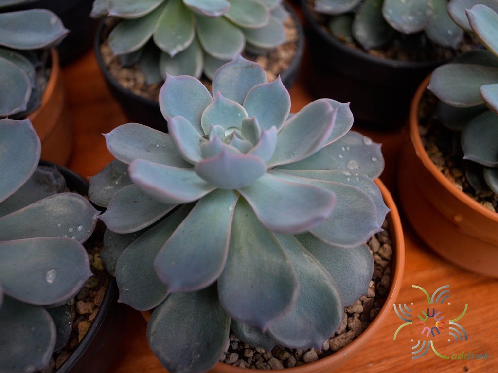 อิชิวีเรีย พีค๊อกกิอาย Echeveria peacockii Croucher