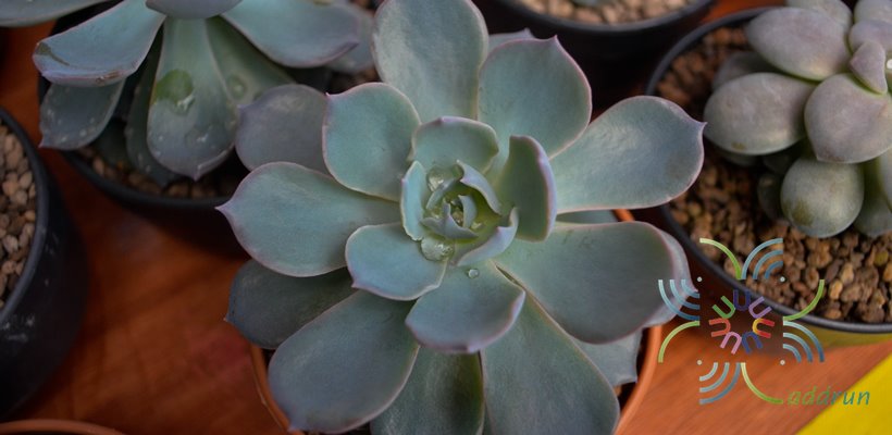 อิชิวีเรีย พีค๊อกกิอาย Echeveria peacockii Croucher