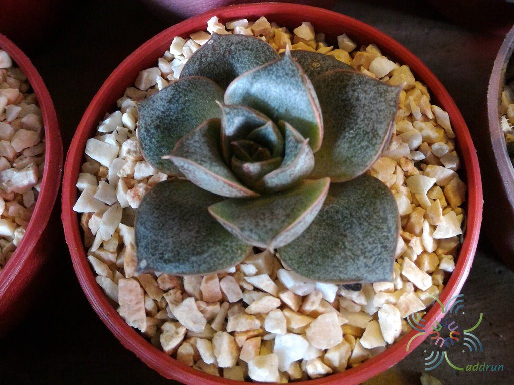 อิชิวีเรีย เพอร์พูโซรัม Echeveria purpusorum (Rose) A.Berger