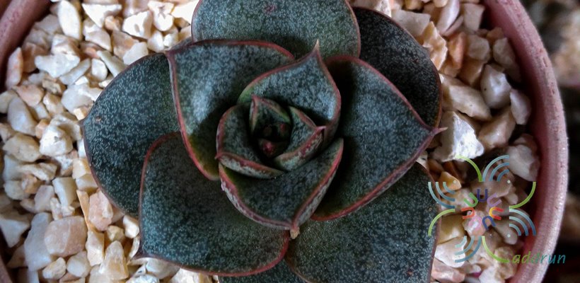 อิชิวีเรีย เพอร์พูโซรัม Echeveria purpusorum (Rose) A.Berger