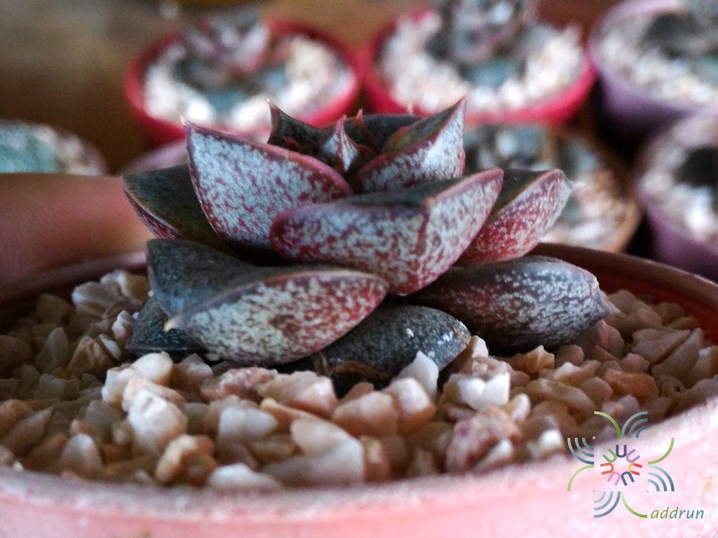อิชิวีเรีย เพอร์พูโซรัม Echeveria purpusorum (Rose) A.Berger