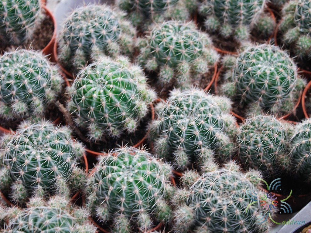 อิชินอปซิส Echinopsis sp.