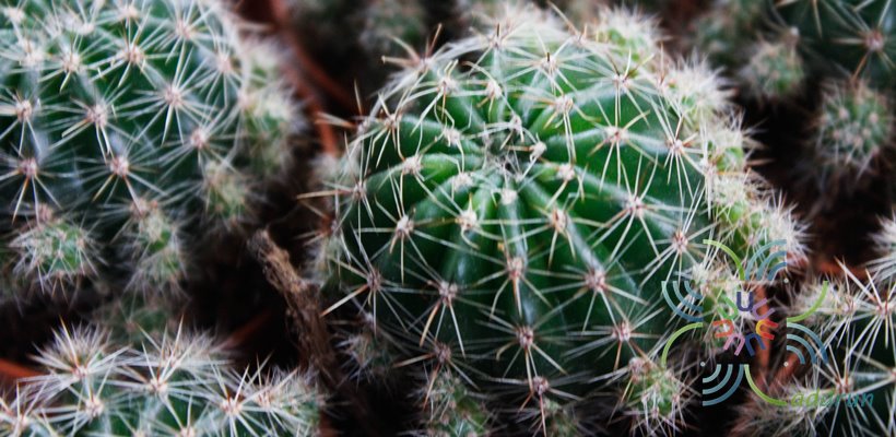 อิชินอปซิส Echinopsis sp.