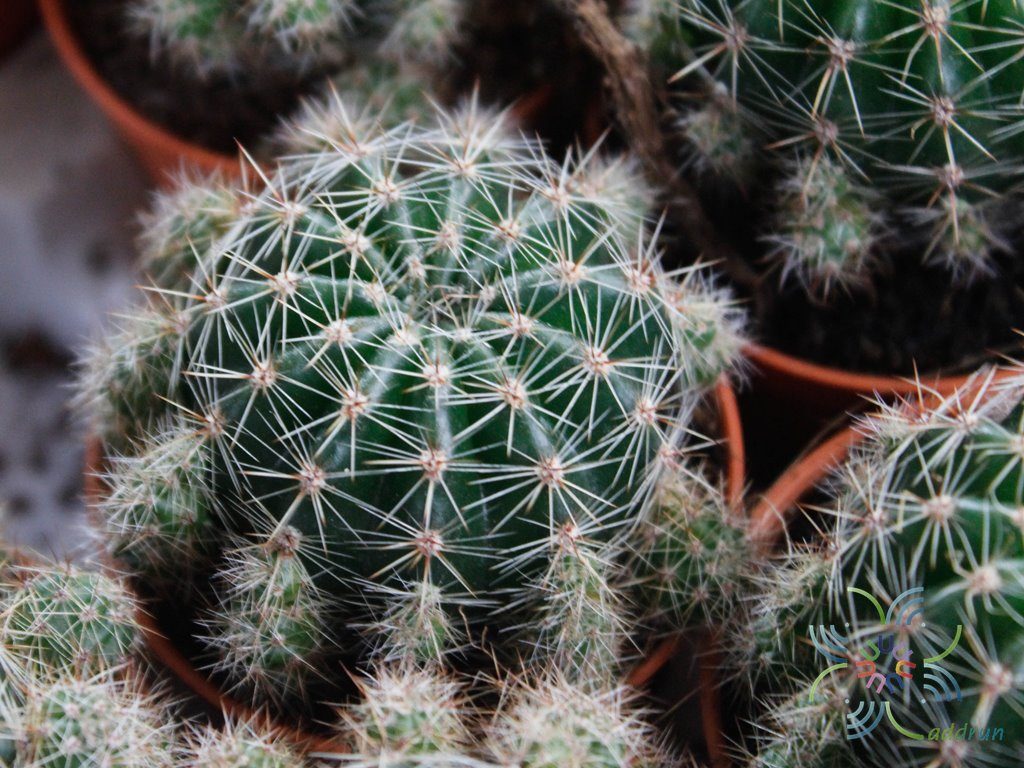 อิชินอปซิส Echinopsis sp.
