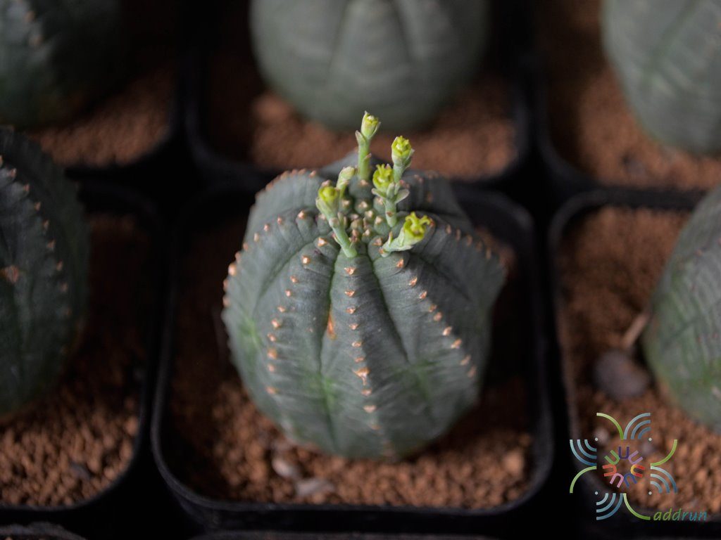 ยูโฟร์เบีย โอเบซา Euphorbia obesa Hook.f.