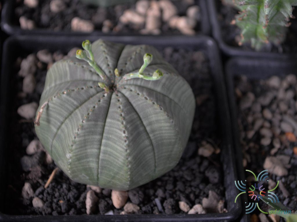 ยูโฟร์เบีย โอเบซา Euphorbia obesa Hook.f.