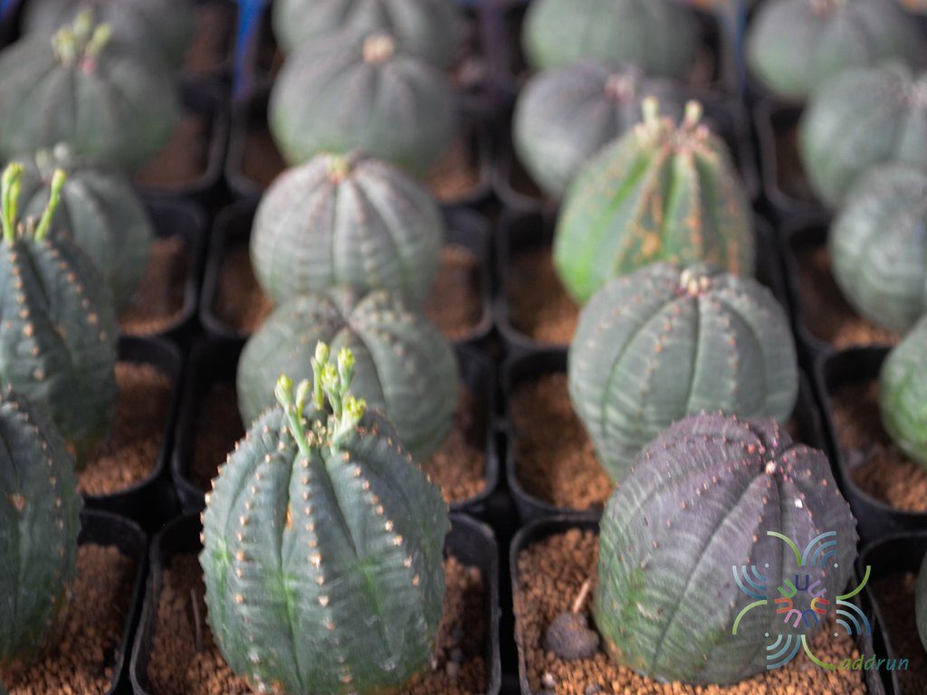 ยูโฟร์เบีย โอเบซา Euphorbia obesa Hook.f.