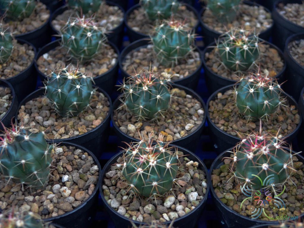 เฟอโรเล็บเหยี่ยว Ferocactus peninsulae (F.A.C.Weber) Britton & Rose