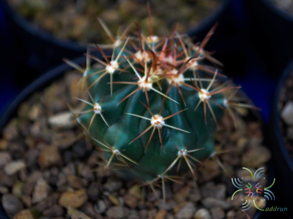 เฟอโรเล็บเหยี่ยว Ferocactus peninsulae (F.A.C.Weber) Britton & Rose