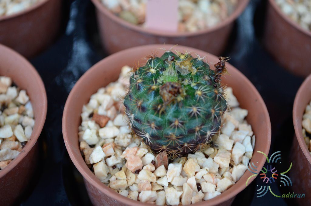 Frailea schilinzkyana (F.Haage ex K.Schum.) Britton & Rose