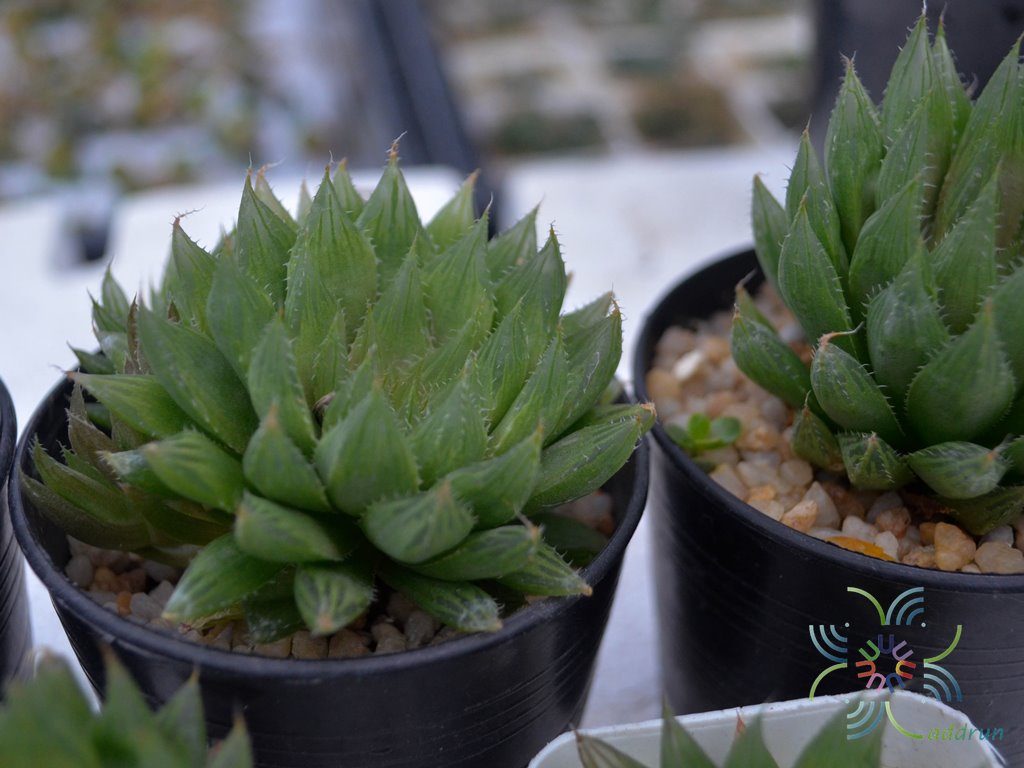 บัวแก้ว Haworthia cooperi Baker