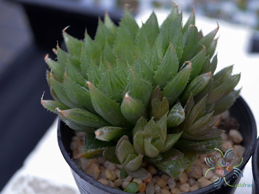 บัวแก้ว Haworthia cooperi Baker