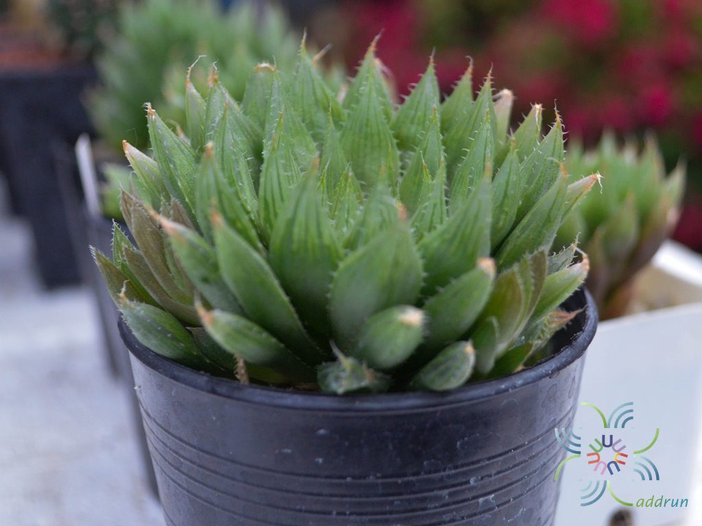 บัวแก้ว Haworthia cooperi Baker