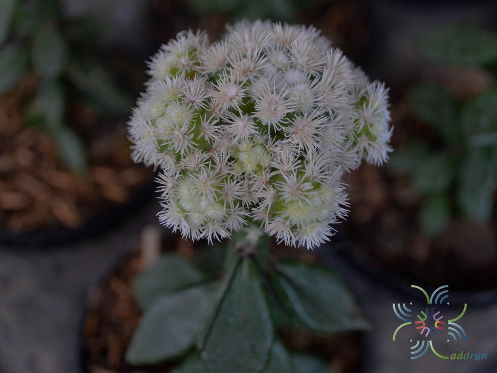 แมมสโนว์แคปเสียบยอดเปเรสเกีย Mammillaria vetula ssp. gracilis cv. ARIZONA SNOWCAP grafted on pereskiaopsis sp.