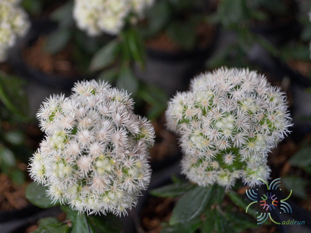 แมมสโนว์แคปเสียบยอดเปเรสเกีย Mammillaria vetula ssp. gracilis cv. ARIZONA SNOWCAP grafted on pereskiaopsis sp.