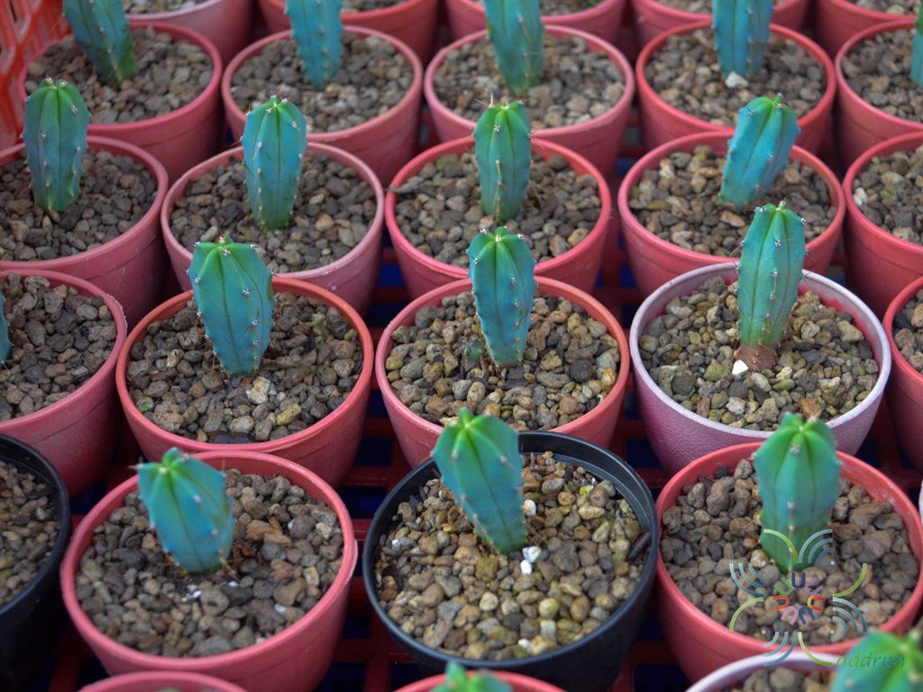 ตอบลู Myrtillocactus geometrizans (Mart.) Console