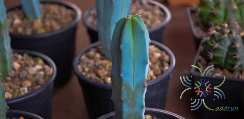 ตอบลู Myrtillocactus geometrizans (Mart.) Console