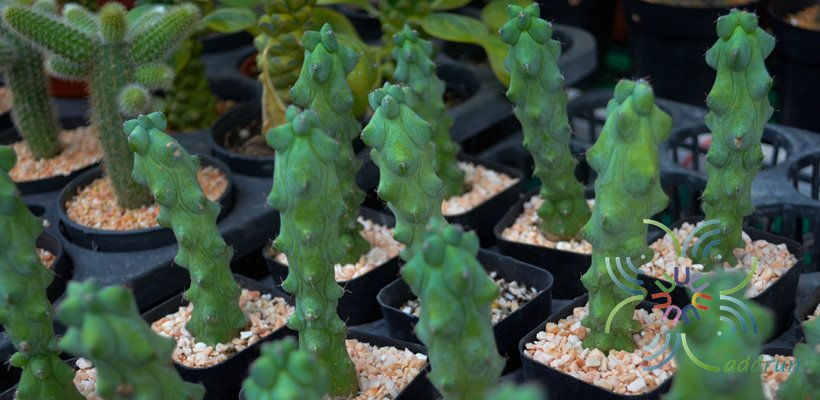 นมพันเต้า Myrtillocactus geometrizans cv. Fukurokuryuzinboku