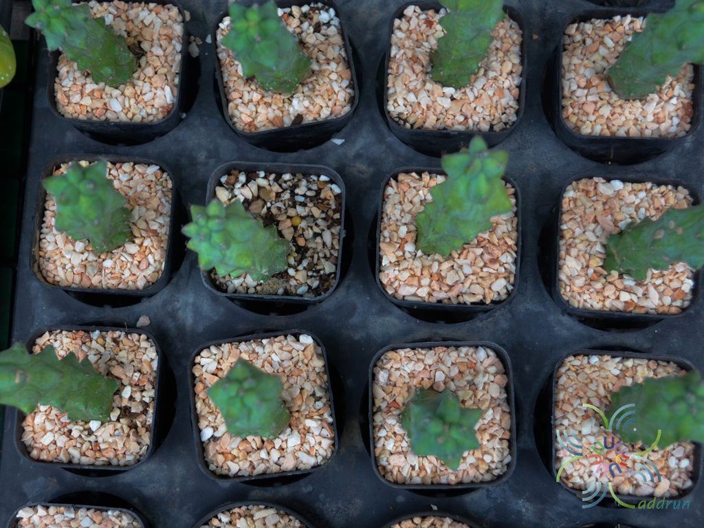นมพันเต้า Myrtillocactus geometrizans cv. Fukurokuryuzinboku