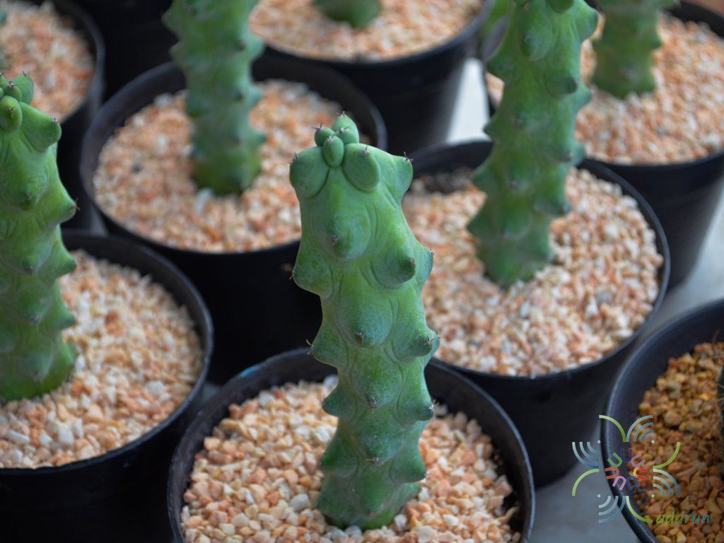 นมพันเต้า Myrtillocactus geometrizans cv. Fukurokuryuzinboku