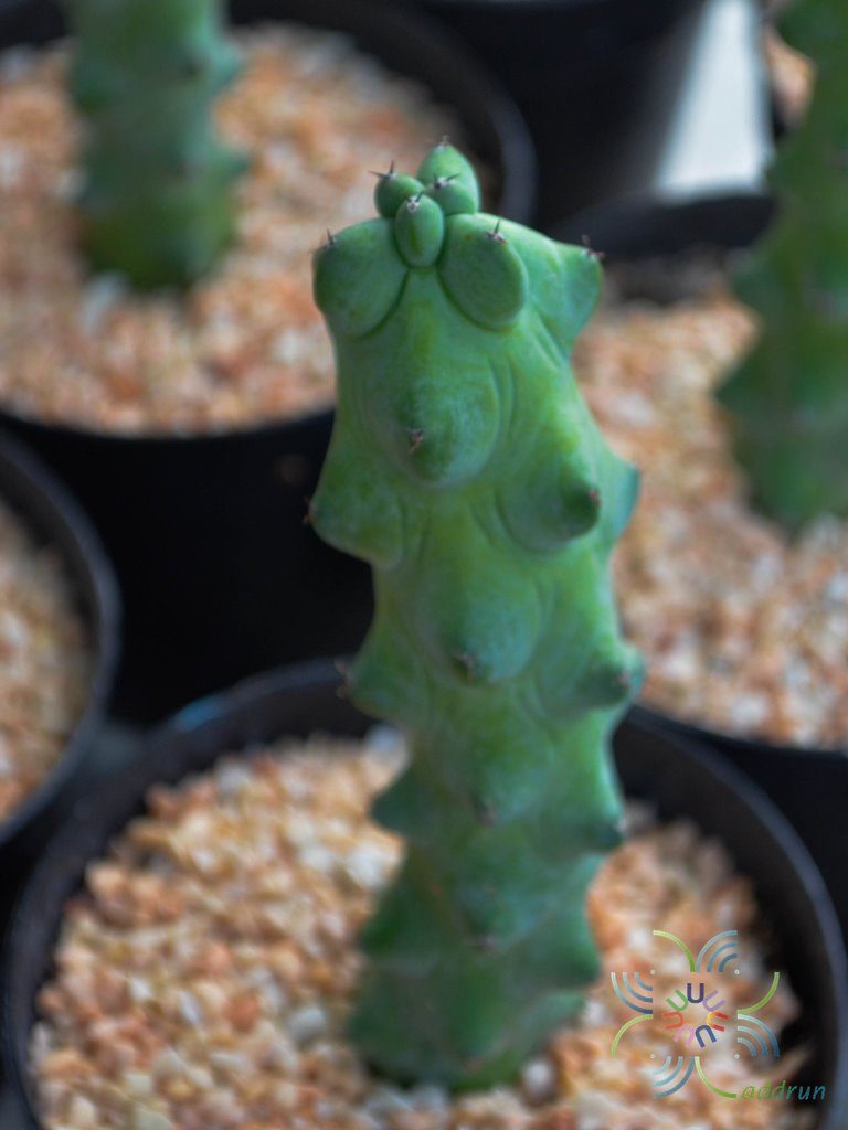 นมพันเต้า Myrtillocactus geometrizans cv. Fukurokuryuzinboku